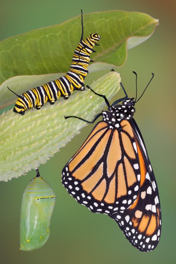 caterpillar becoming butterfly